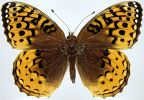 Great Spangled Fritillary