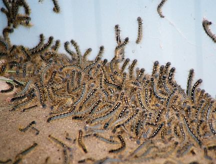 Forest Tent Caterpillars on the side of a building during an outbreak.