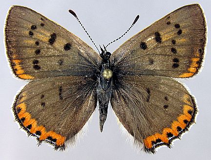Great Grey Copper - female dorsal