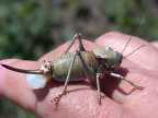Mormon Cricket