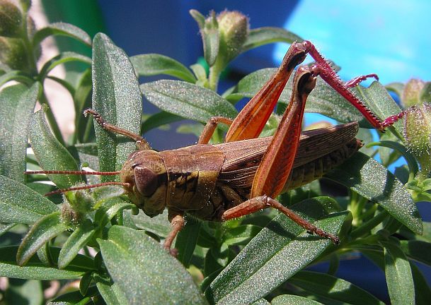 Red-legged Grasshopper