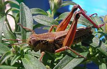 Grasshopper