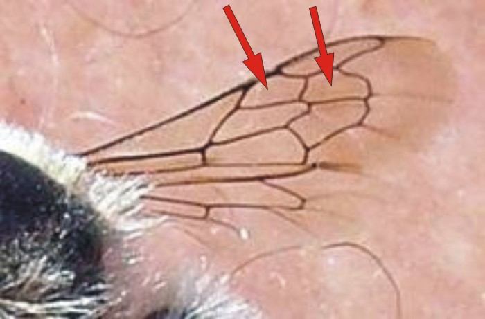 Leafcutting Bee Wing - Note two similarly sized sub-marginal cells (arrows) on front wing.
