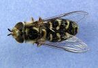 Hover Fly