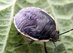 Conchuela Stinkbug