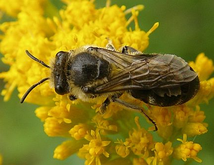 Plasterer Bee - on Golden Rod