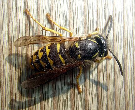 Yellow Jacket