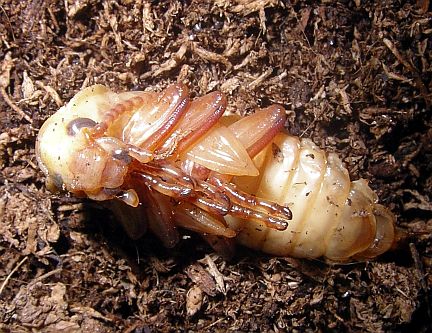 Darkling Beetle Pupa