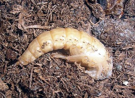Darkling Beetle pupa - side view