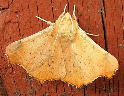 Notched Wing Moth
