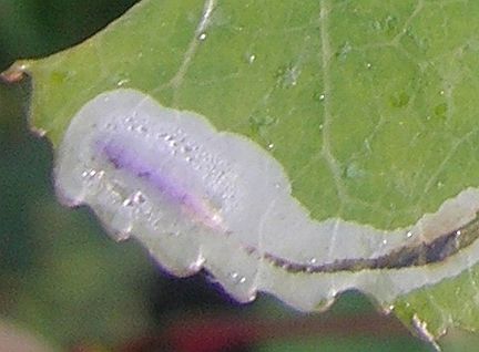 Aspen Leaf Miner Larva
