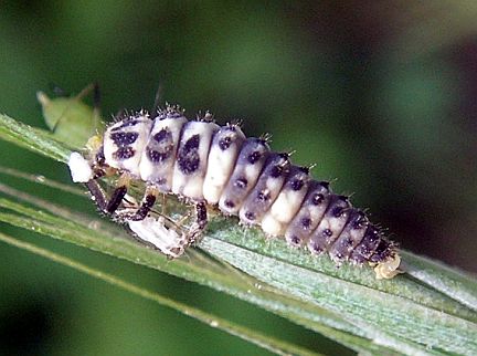 Ladybug Larva eating aphids (Calgary, AB, Aug. 1, 2005)