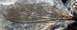 Robber Fly Wing