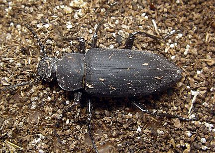 Darkling Beetle adult with its final coloration