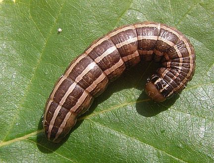 Bronzed Cutworm