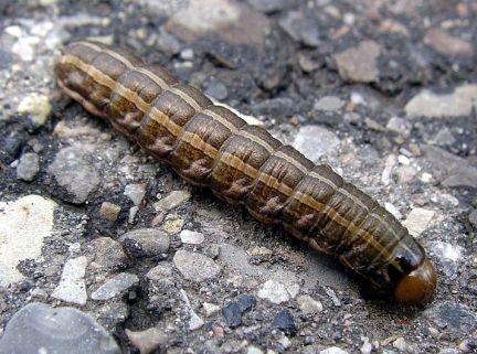 Bronzed Cutworm crossing a sidewalk