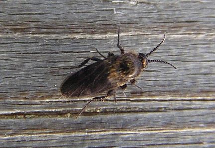 Biting Midge