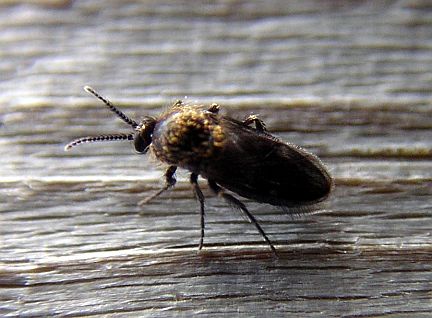 Biting Midge - this one is only 2mm long
