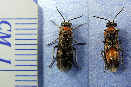Common Sawfly