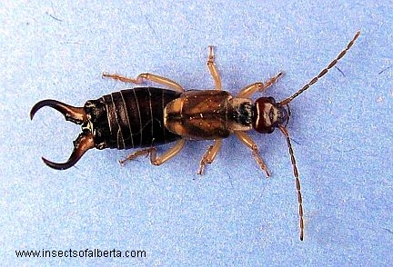 Common Earwig - Male