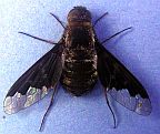 Family Bombyliidae
