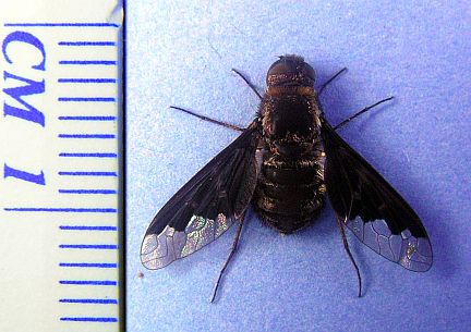 Bee Fly