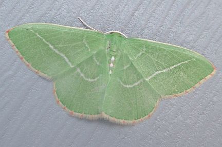 Single Lined Emerald