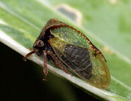 Treehopper