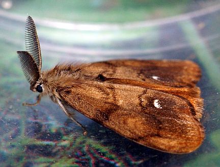 Rusty Tussock Moth - adult male