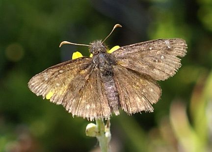 Persius Duskywing