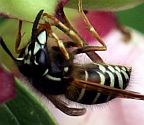 Arctic Yellowjacket