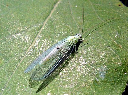 Green Lacewing