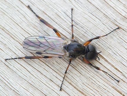 March Fly