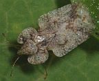 Lace Bug