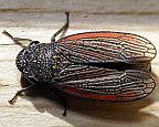 Cuerna striata