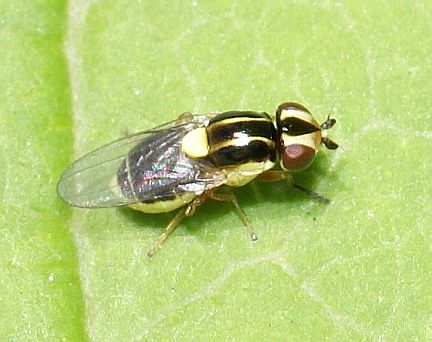 Frit Fly