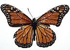 Monarch