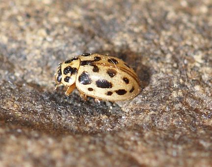 Marsh Ladybug