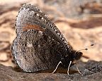Red-disked Alpine