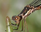 Spotted Spreadwing