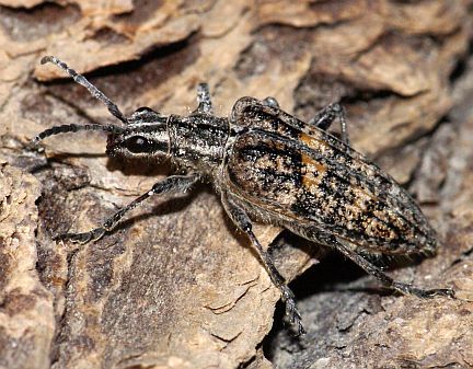 Ribbed Pine Borer