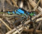 Forktails