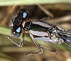 Alkali Bluet