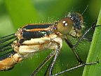 Emerald Spreadwing