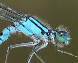 Marsh Bluet