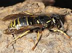 Forest Yellowjacket