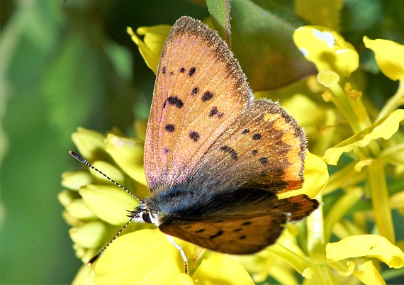 Purplish Copper