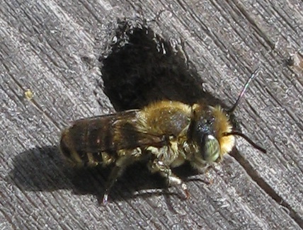 Alfalfa Leafcutter Bee