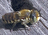 Alfalfa Leafcutting Bee