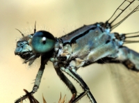 River Bluet
